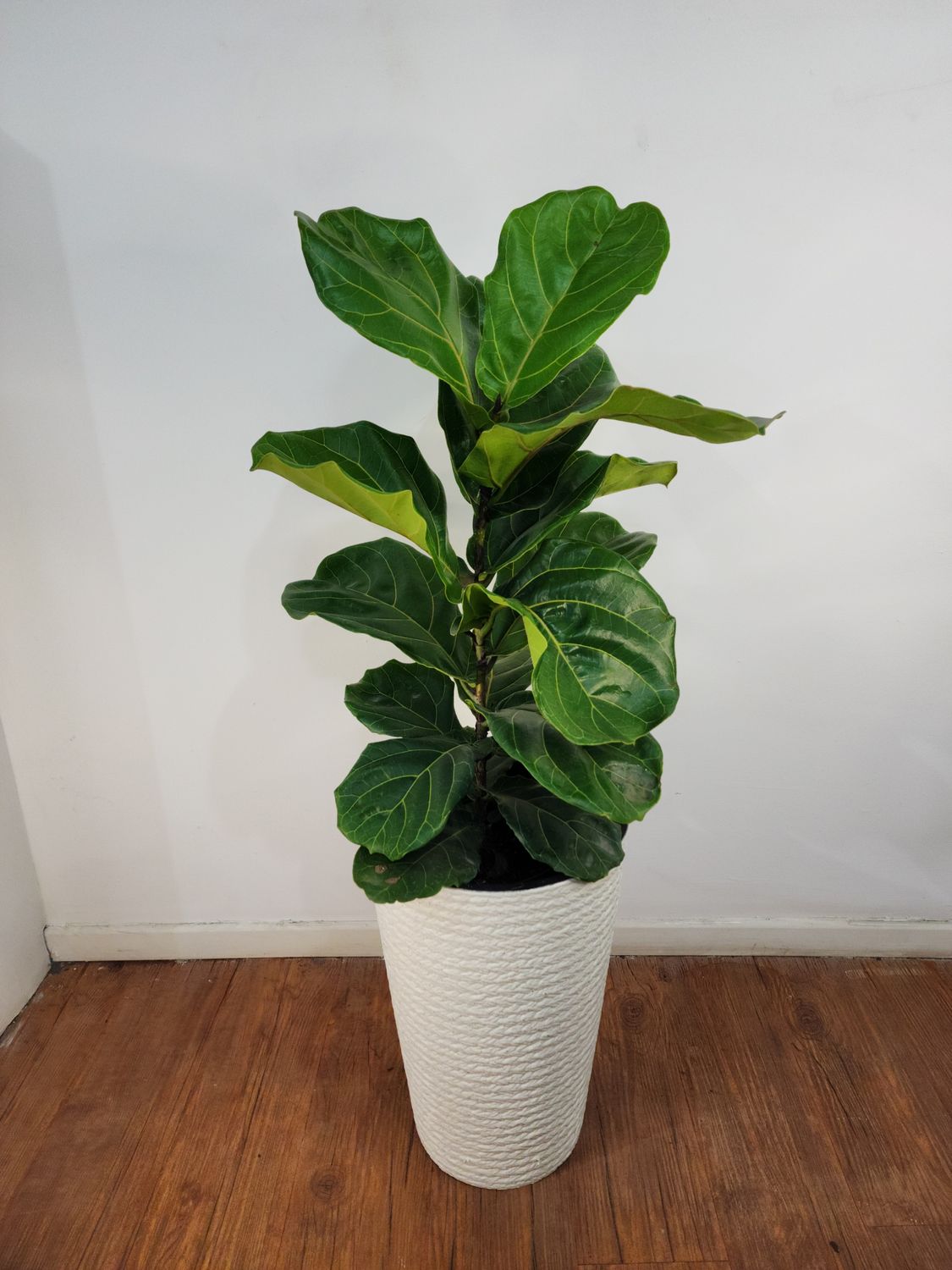 Ficus Lyrata XL con maceta 1.2m aprox