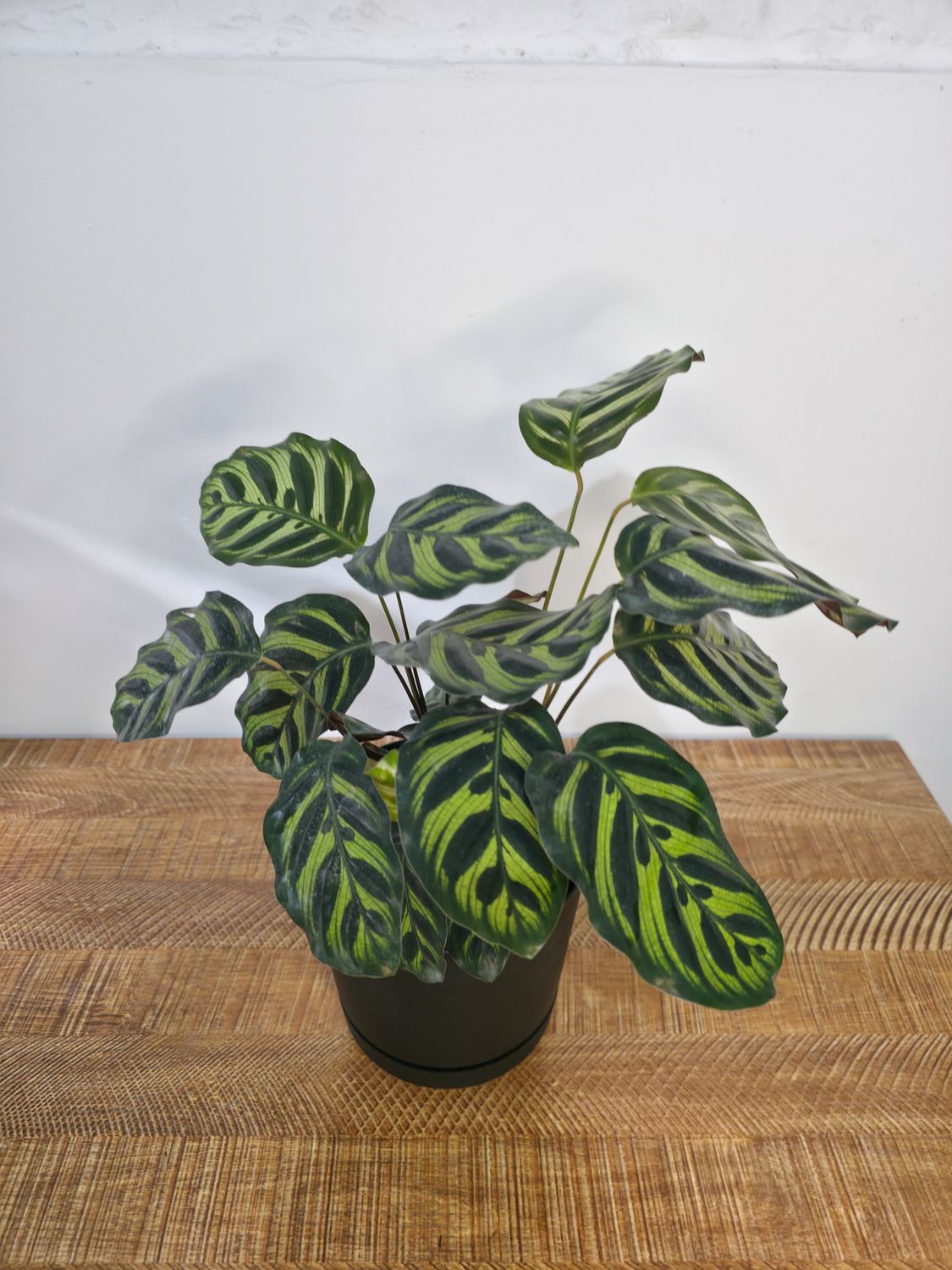 Calathea makoyana con maceta blanca