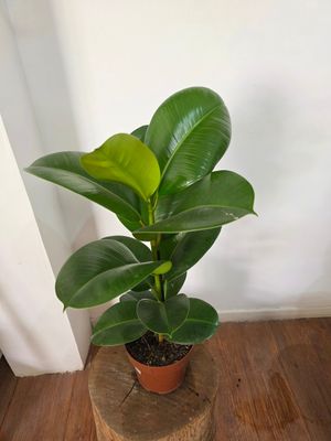 Ficus gomero verde 75 cm aprox.