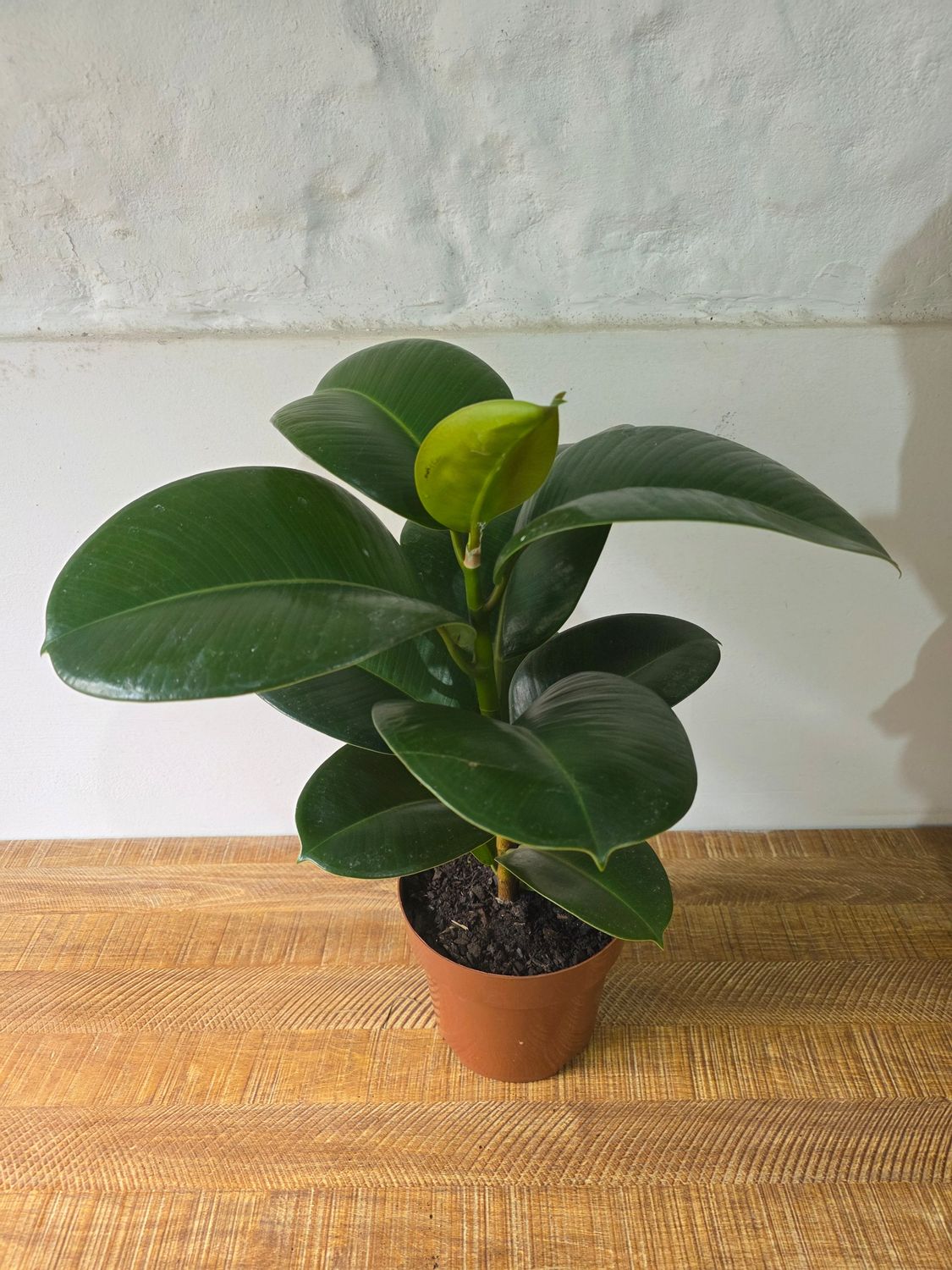 Ficus gomero verde 60 cm aprox.
