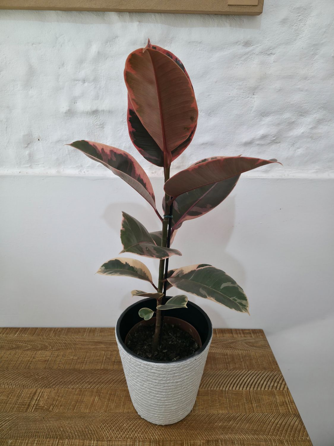 Ficus gomero ruby con maceta  75cm