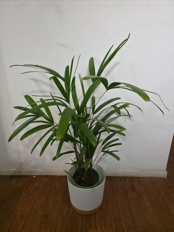 Palmera Raphis L con maceta