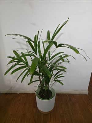 Palmera Raphis L con maceta