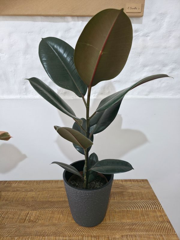 Ficus gomero con maceta 80cm aprox 