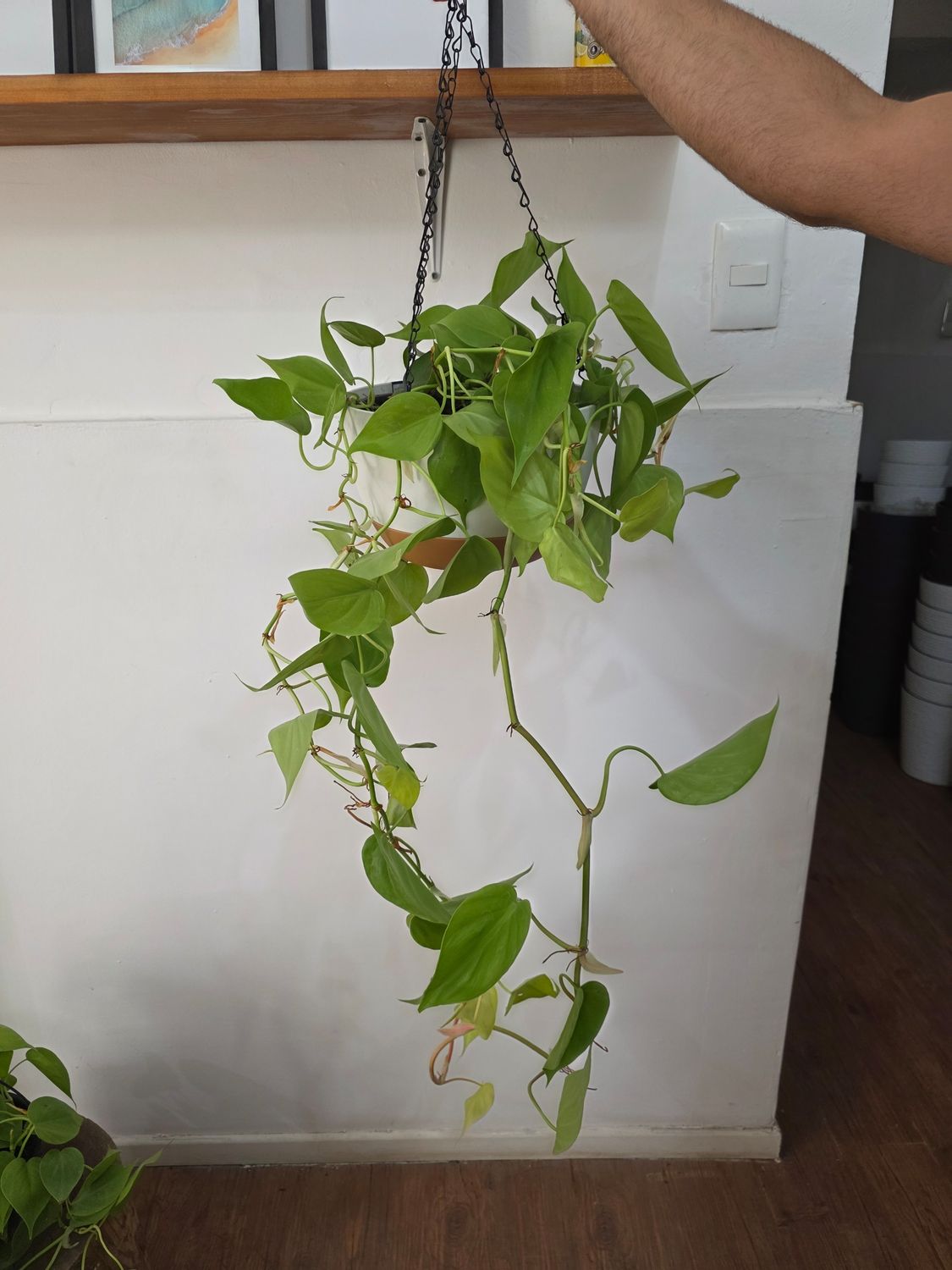 Potus neón con maceta colgante