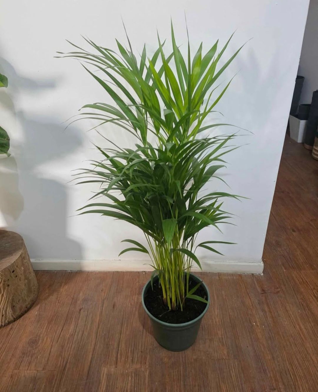 Palmera Areca 90cm aprox