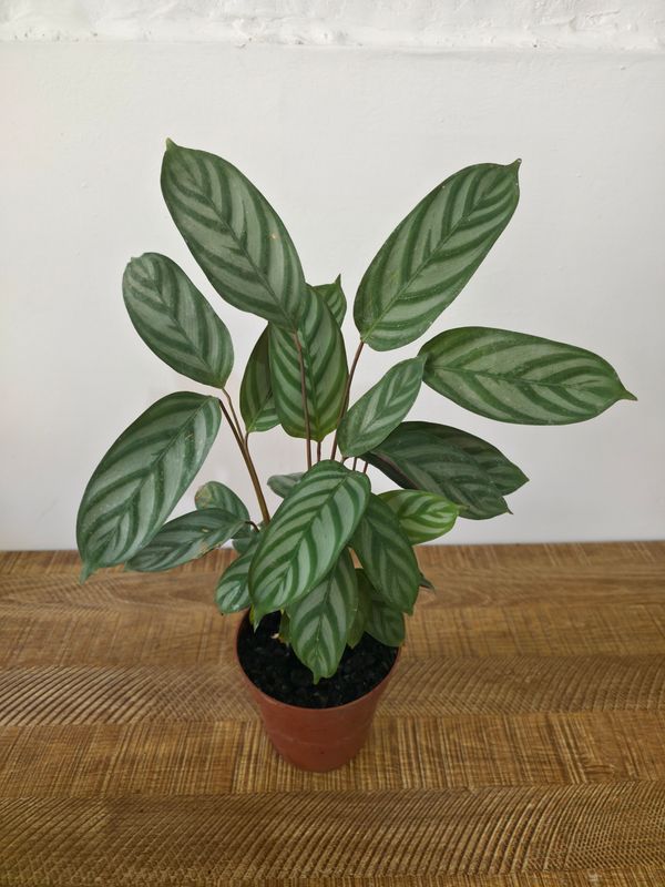 Calathea Ctenanthe 
