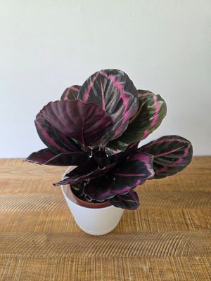 Calathea roseopicta con maceta 