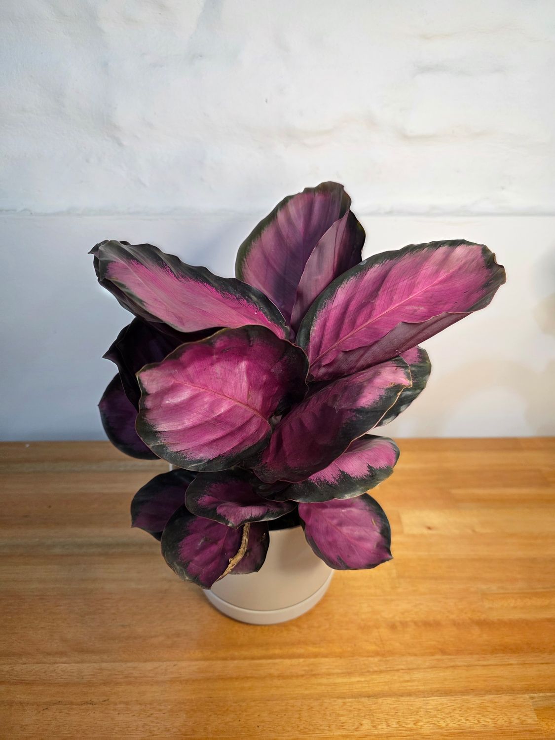 Calathea roseopicta con maceta 