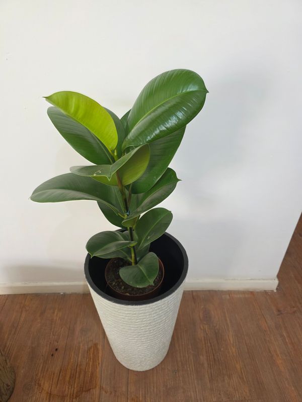Ficus gomero verde con maceta XL
