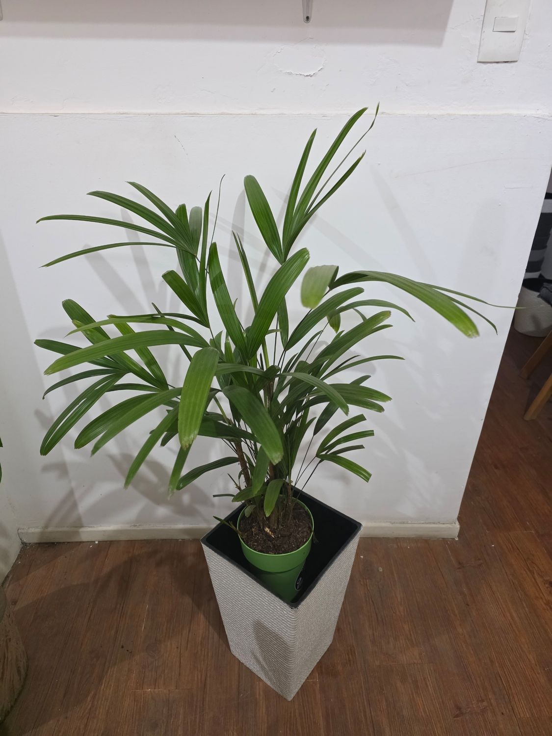 Palmera Raphis en maceta XL 1.3m