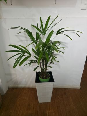 Palmera Raphis en maceta XL 1.3m