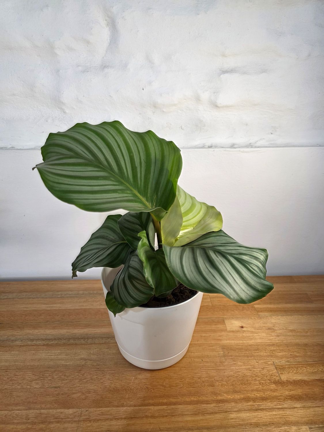 Calathea orbifolia con maceta