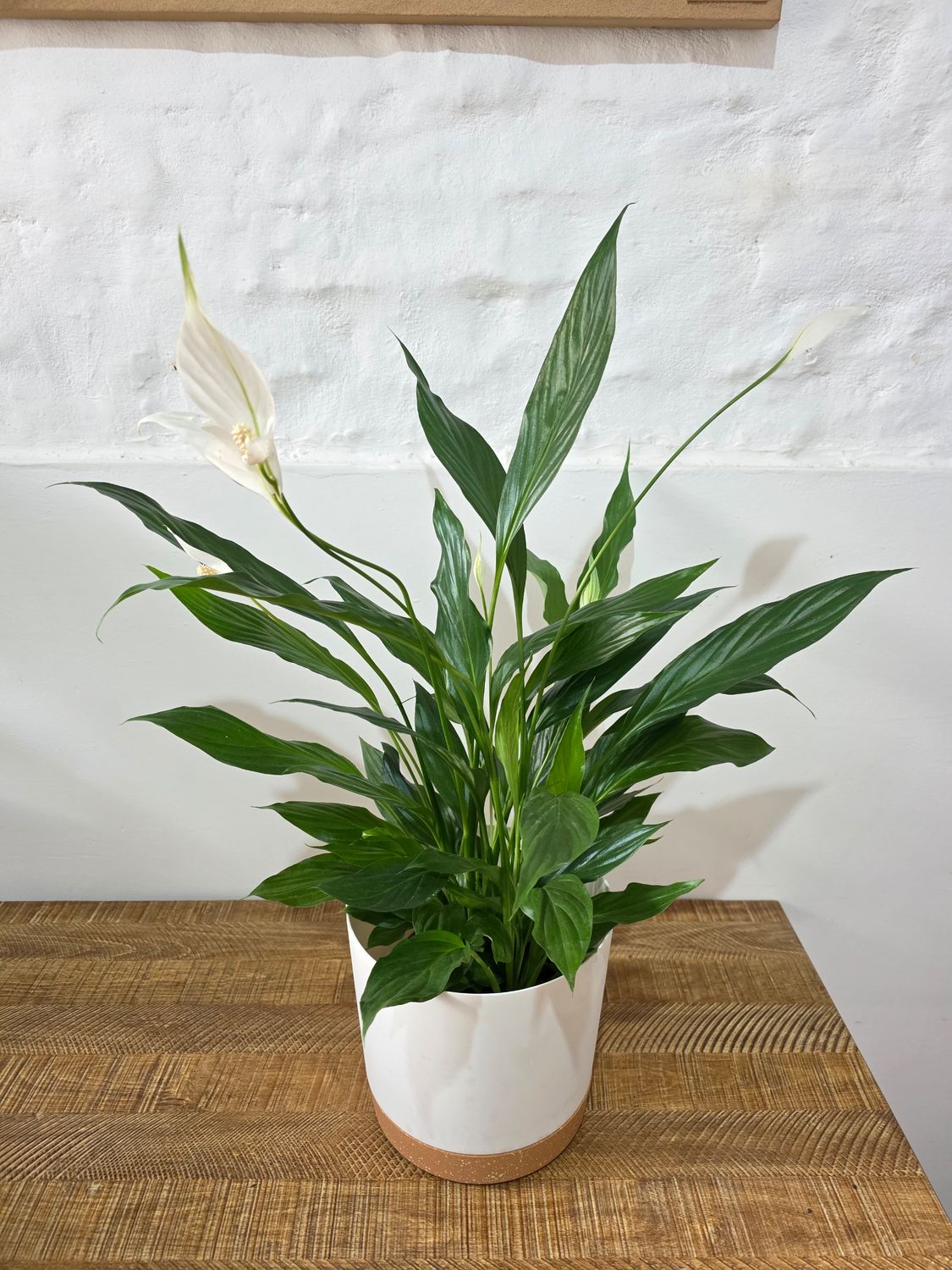 Spatifilum L con maceta