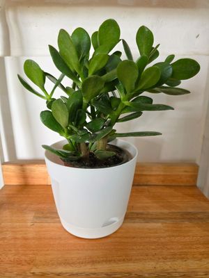 Árbol de jade o de la abundancia con maceta