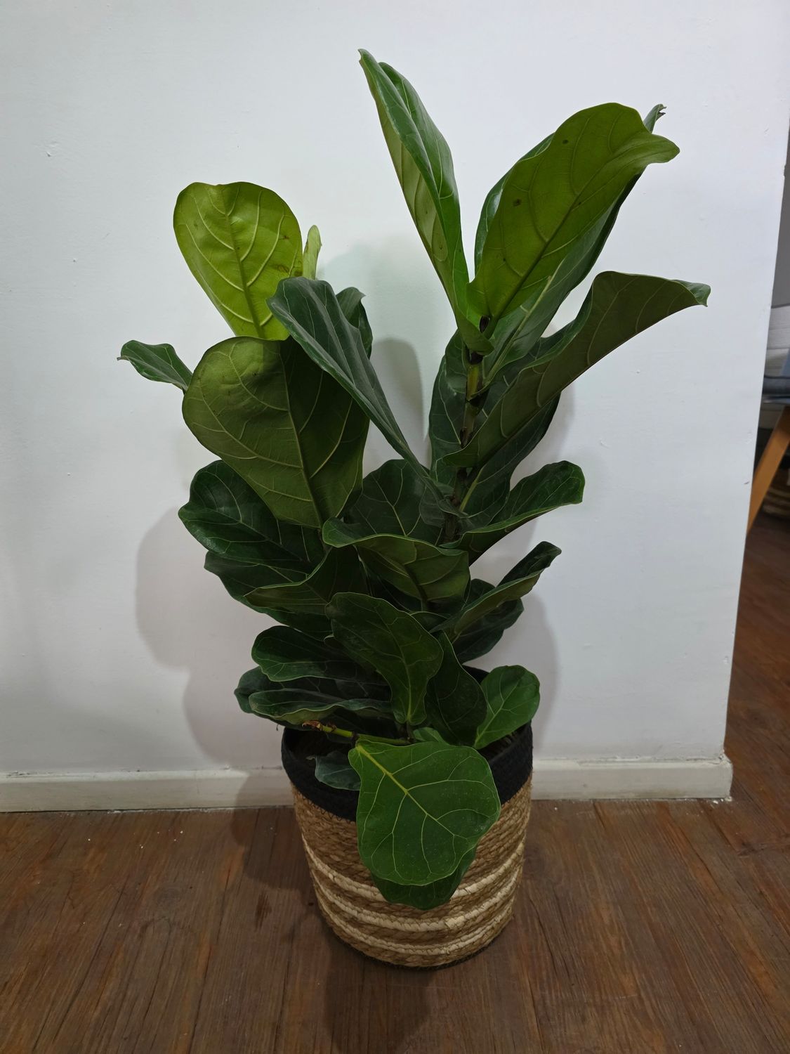 Ficus Lyrata XL con cesto 2 varas