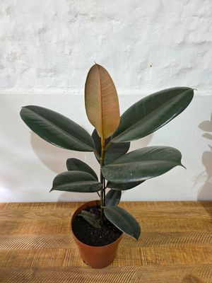 Ficus gomero negro  60cm aprox