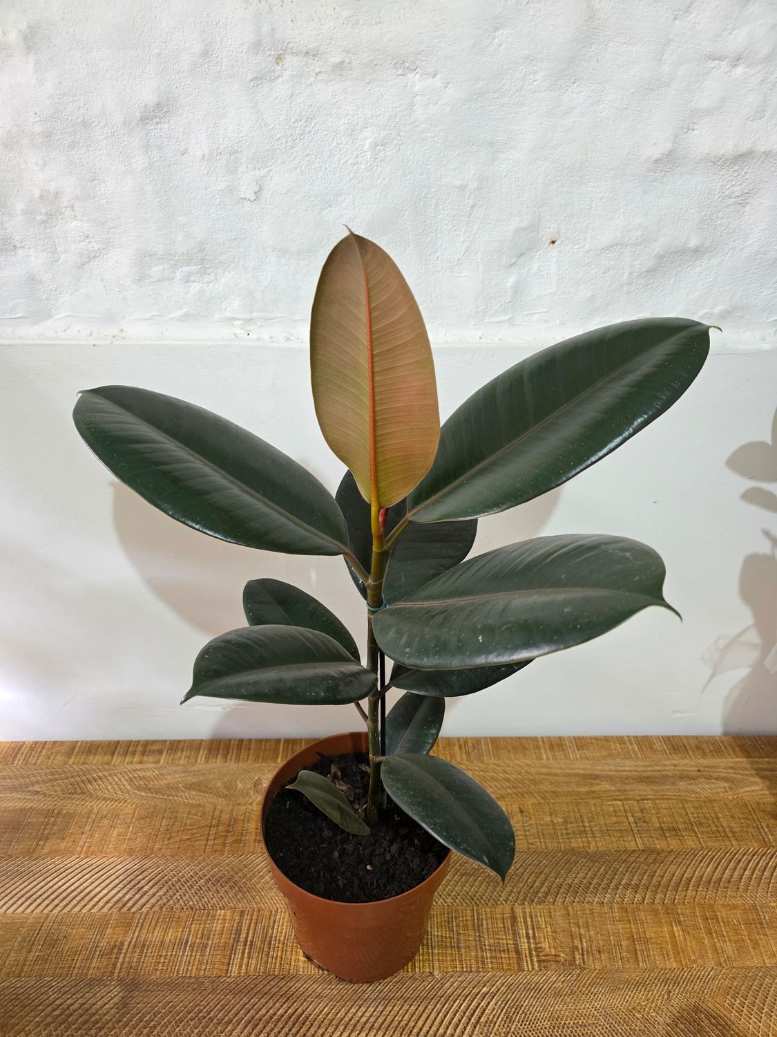 Ficus gomero negro  60cm aprox