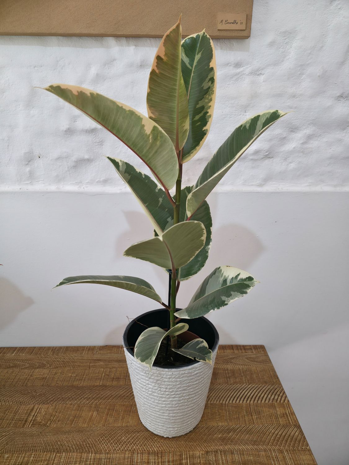 Ficus gomero tineke 75cm con maceta