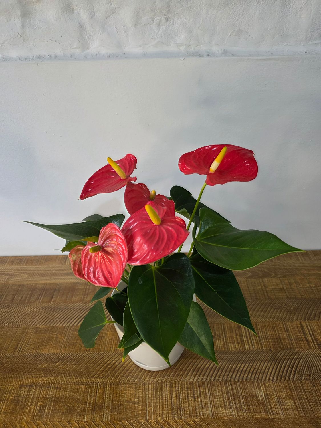 Anturio rojo con maceta