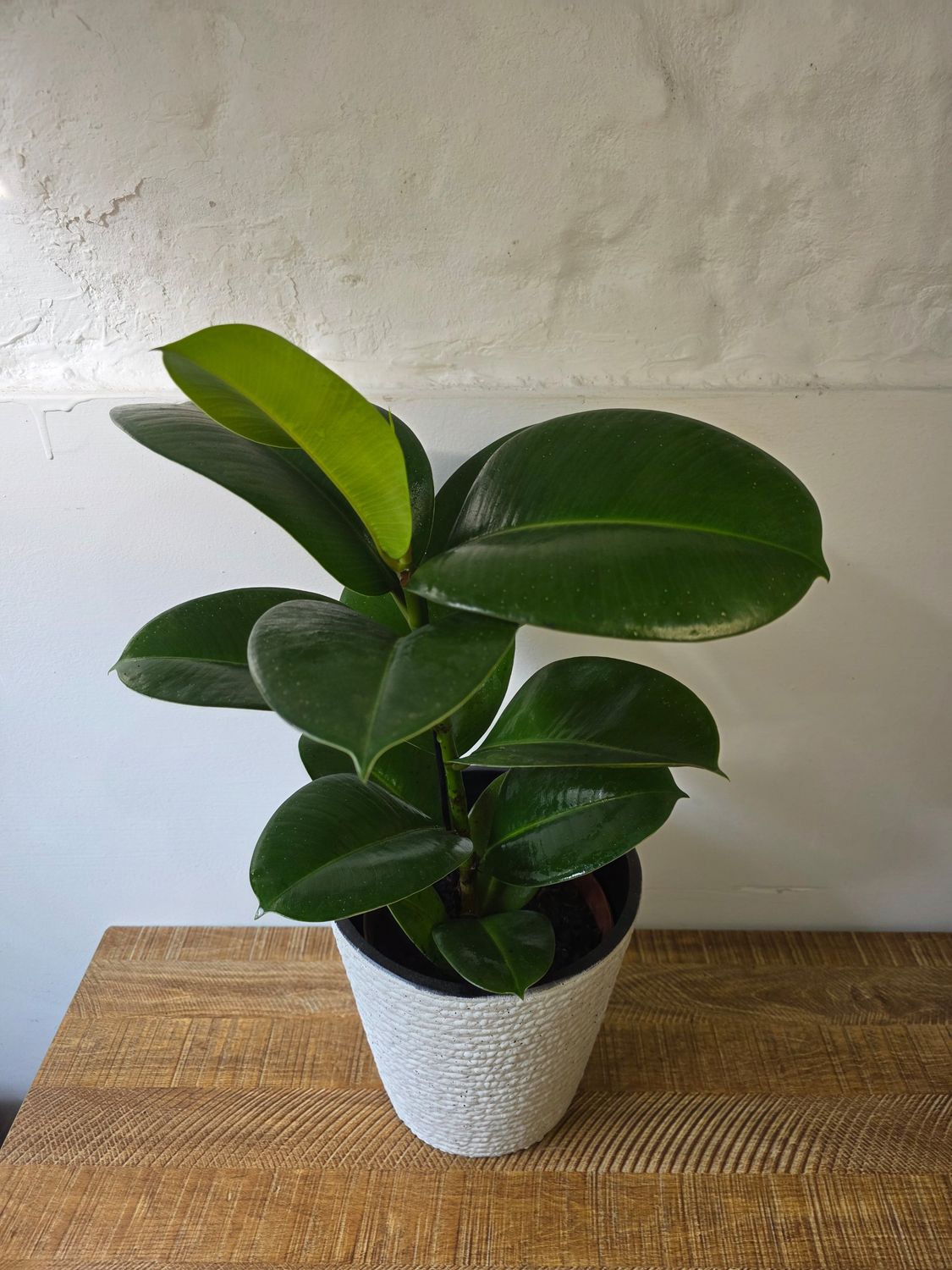 Ficus gomero verde mini con maceta 70 cm aprox