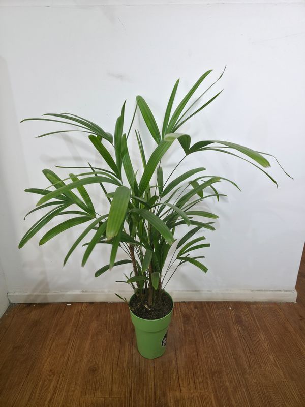 Palmera Raphis 90cm aprox 