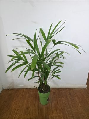 Palmera Raphis 90cm aprox