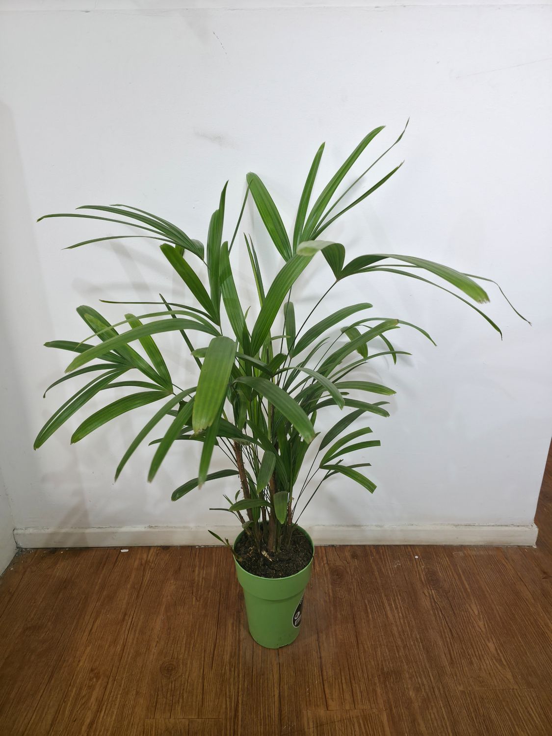 Palmera Raphis 90cm aprox 
