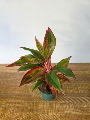 Aglaeonema