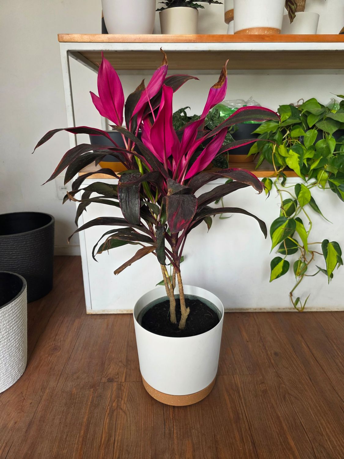 Dracena cordyline con cesto