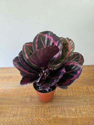 Calathea roseopicta
