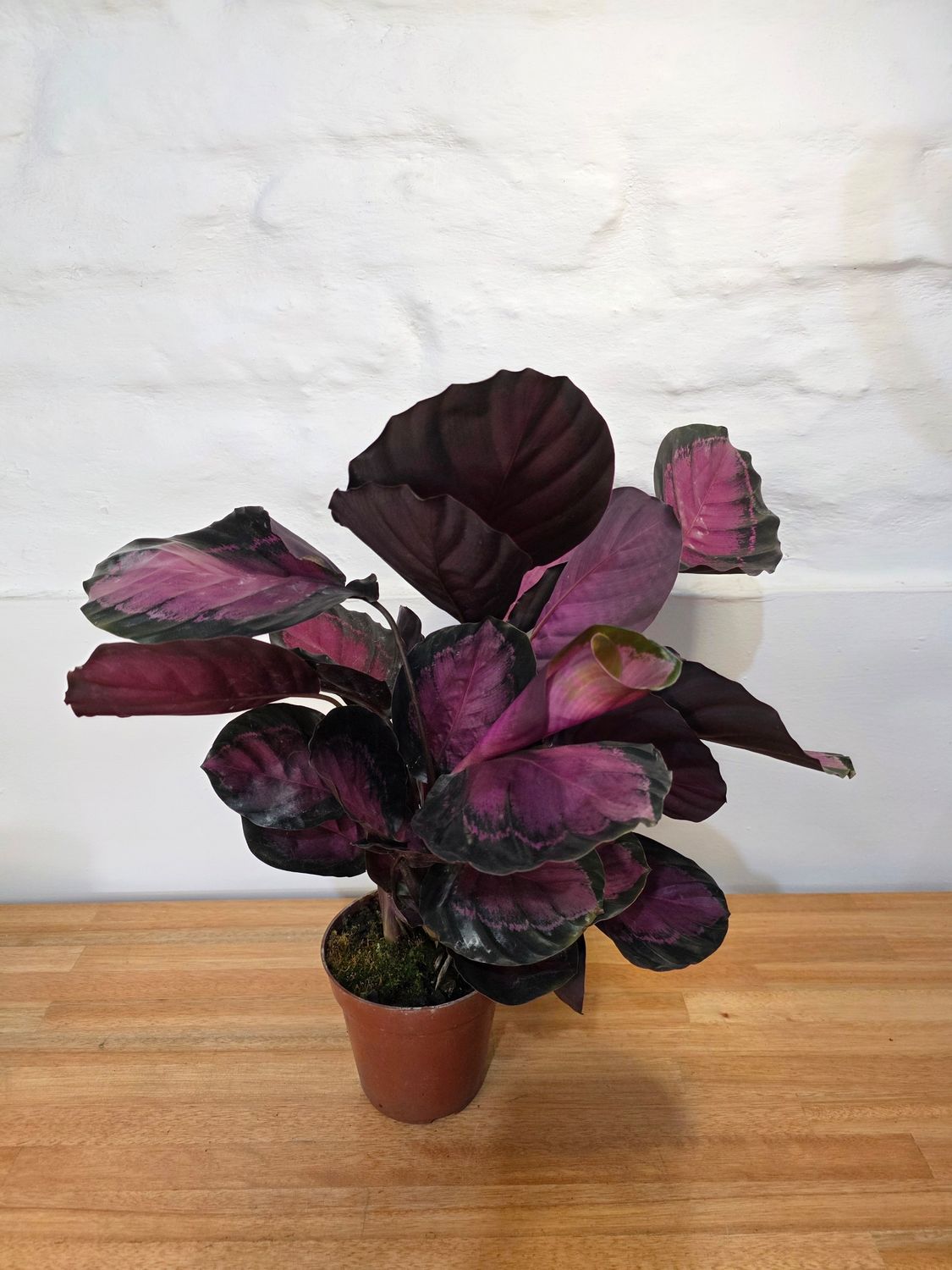 Calathea roseopicta