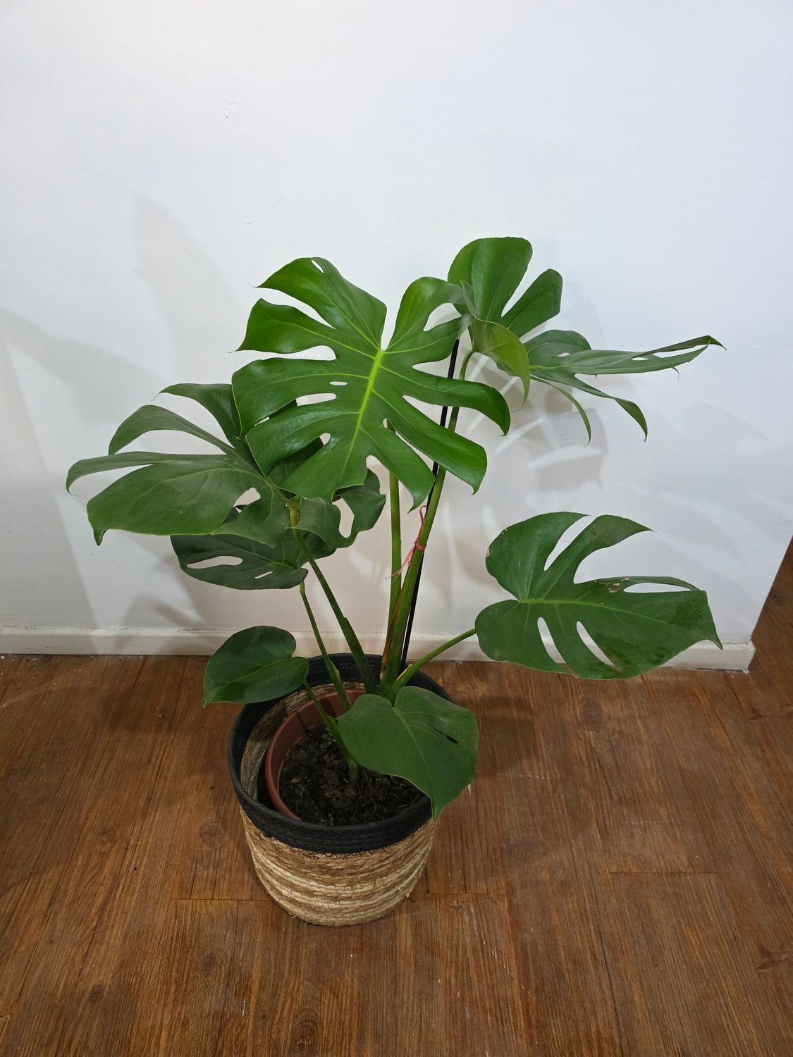 Monstera o Esqueleto de caballo con cesto