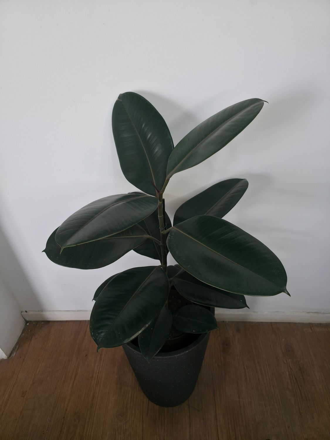 Ficus gomero negro con maceta XL 1m