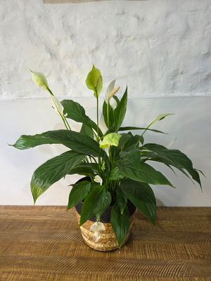 Spatifilum o lirio de la paz con cesto