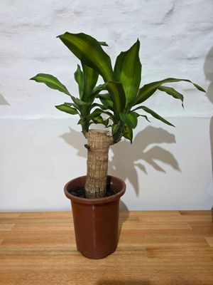 Palo de agua mini 40cm