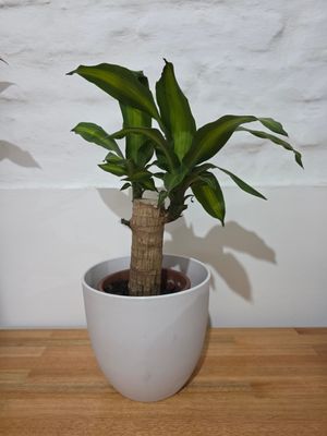 Palo de agua con maceta