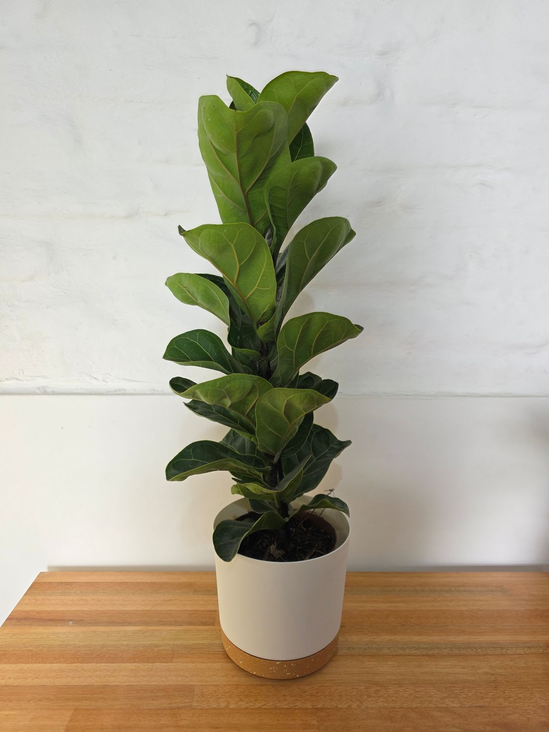 Ficus lyrata bambino con maceta 75cm