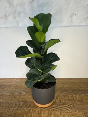 Ficus lyrata bambino con maceta 70cm