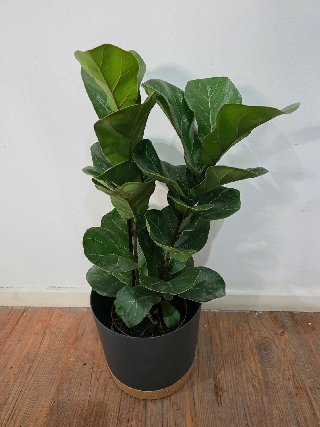 Ficus lyrata bambino con maceta 60cm 2 varas