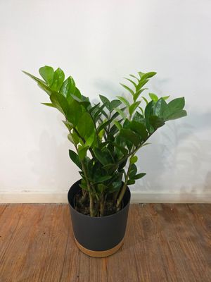Zamioculca con maceta