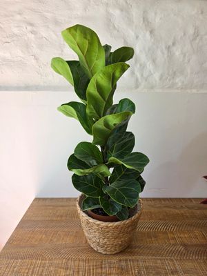 Ficus lyrata con cesto