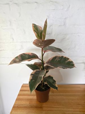 Ficus gomero Ruby 75cm aprox