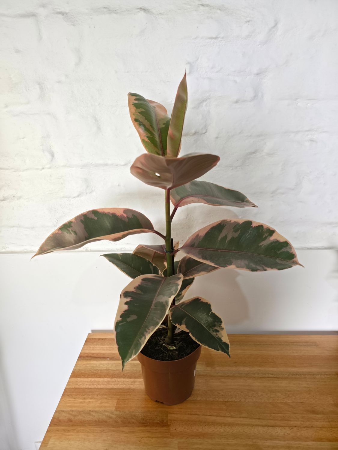 Ficus gomero Ruby 75cm aprox