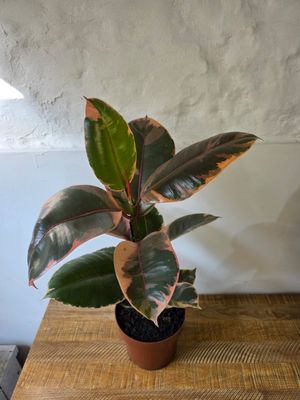 Ficus gomero Ruby