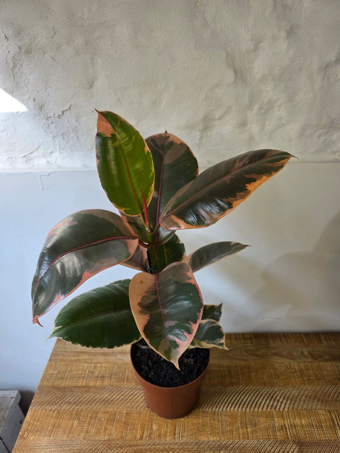 Ficus gomero Ruby