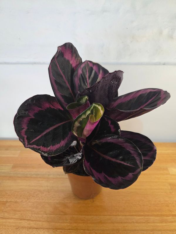 Calathea roseopicta