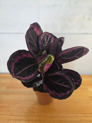 Calathea roseopicta