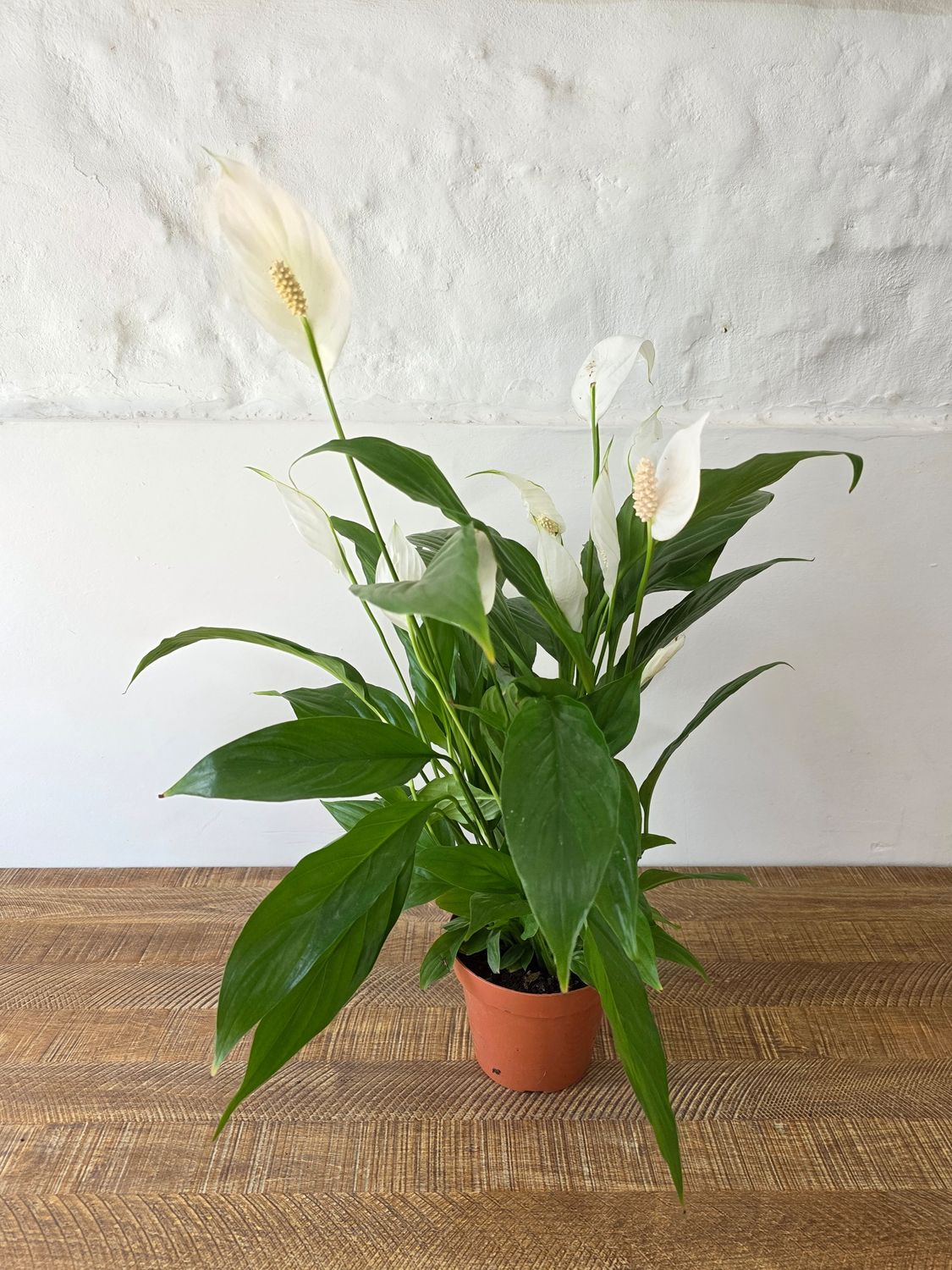 Spatifilum M 50cm aprox