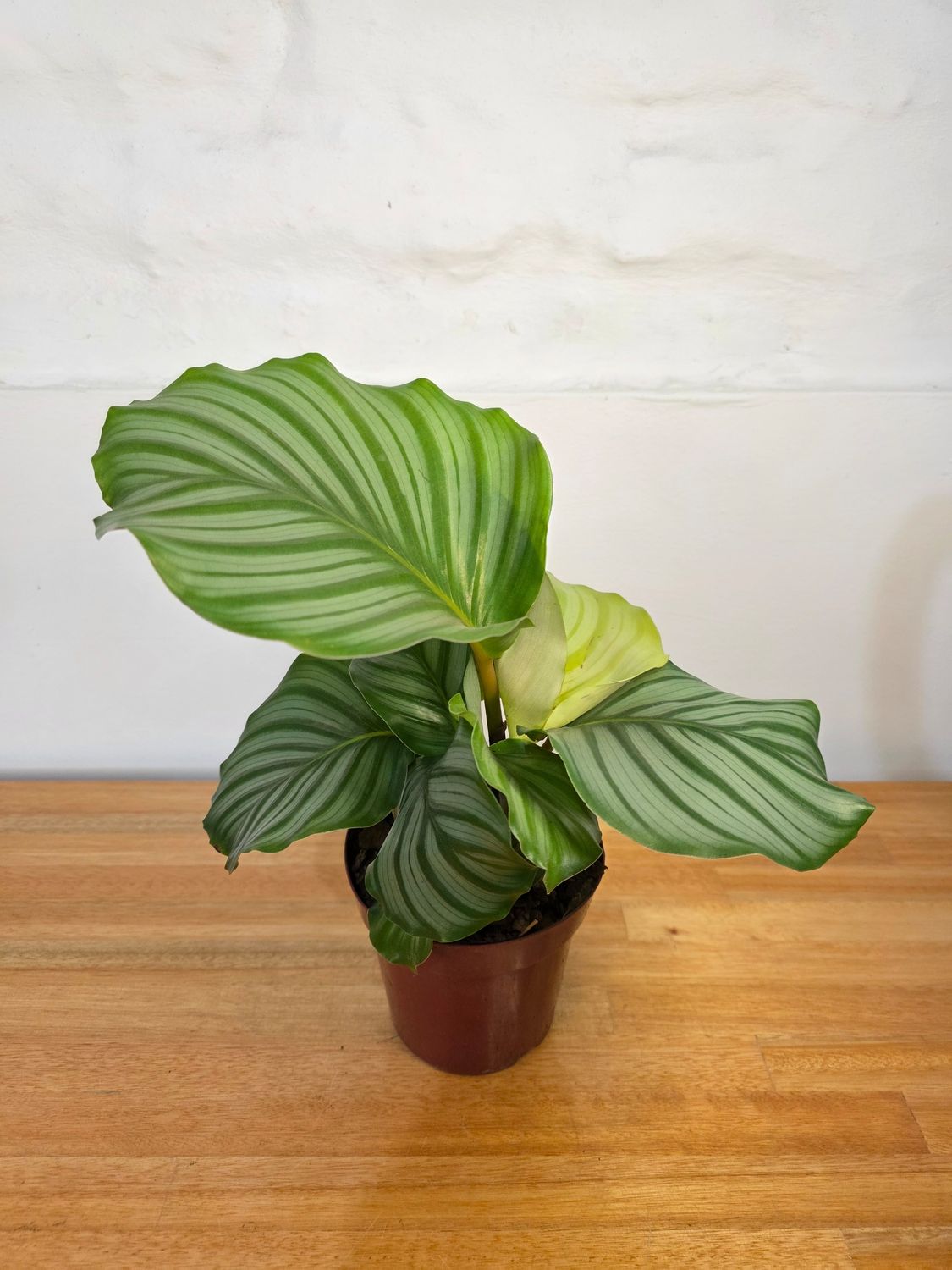 Calathea Orbifolia